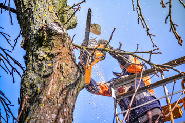 Pourquoi faire appel à un professionnel pour l'élagage avant l'hiver ?