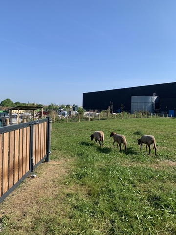 Des moutons pour entretenir nos espaces verts à Ruitz