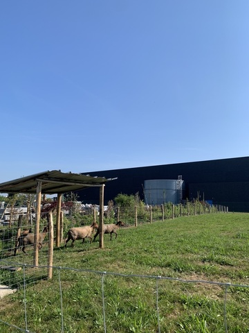 Des moutons pour entretenir nos espaces verts à Ruitz