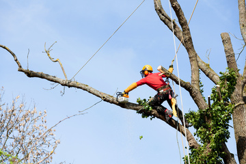 Quel tarif pour une prestation de broyage forestier ?